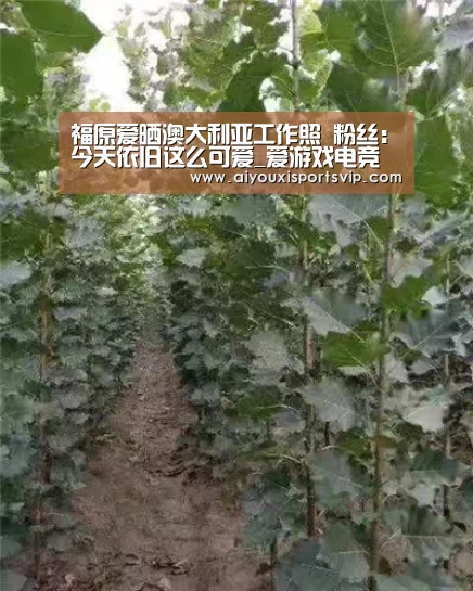 福原爱晒澳大利亚工作照 粉丝:今天依旧这么可爱_爱游戏电竞(图2) 爱游戏APP